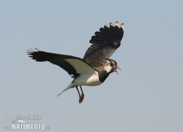 Lapwig (Vanellus vanellus)