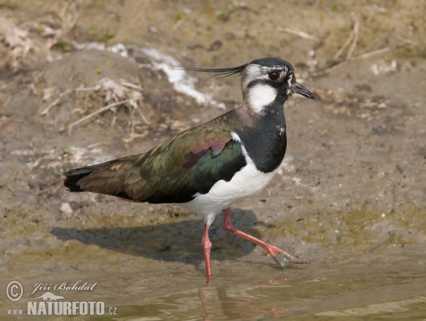 Lapwig (Vanellus vanellus)