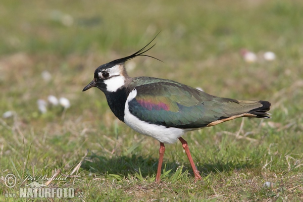 Lapwig (Vanellus vanellus)