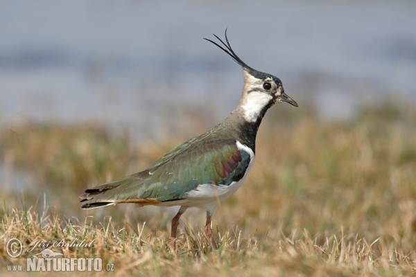 Lapwig (Vanellus vanellus)