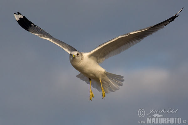 Larus canus