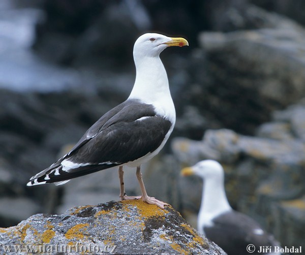 Larus marinus