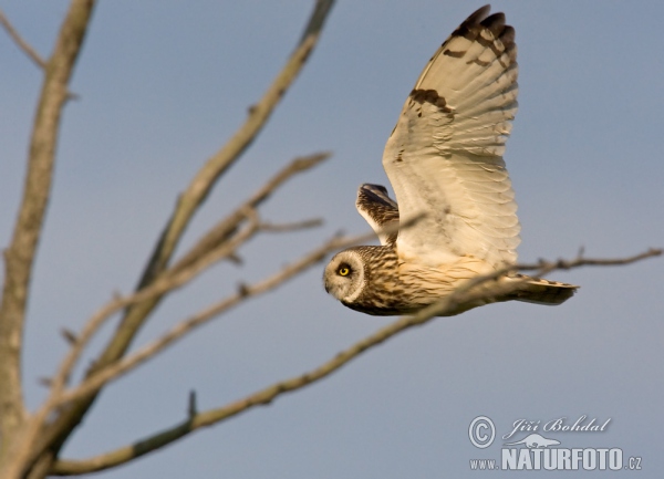 Lechuza Campestre Mussol emigrant Zingira-hontza