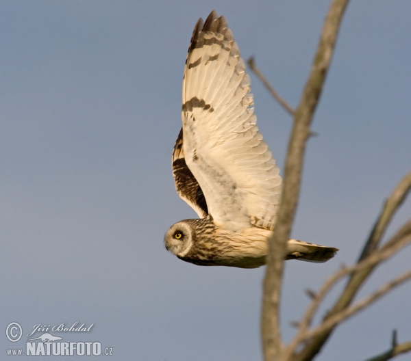 Lechuza Campestre Mussol emigrant Zingira-hontza