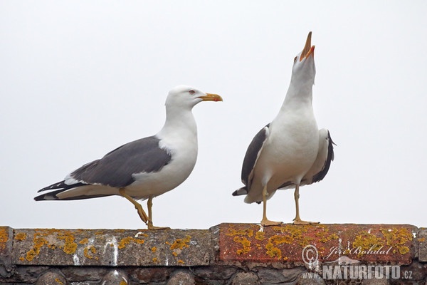 Lesser Black-backed Gull (Larus fuscus)