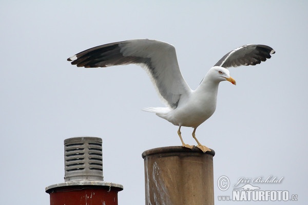 Lesser Black-backed Gull (Larus fuscus)