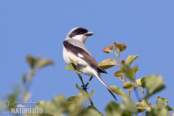 Lesser Grey Shrike (Lanius minor)