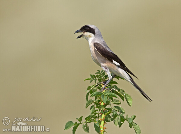 Lesser Grey Shrike (Lanius minor)