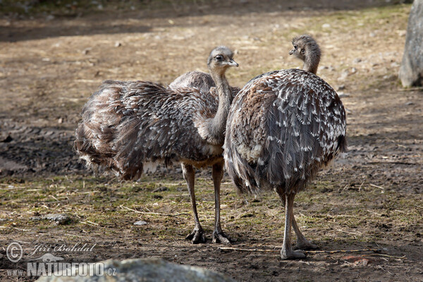 Lesser Rhea (Pterocnemia pennata)