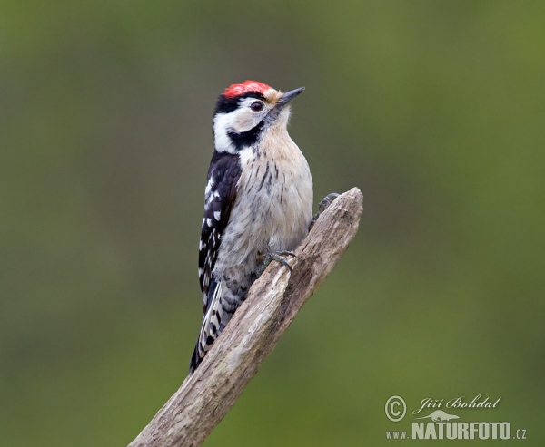 Lesser Spotted Woodpecker (Dendrocopos minor)