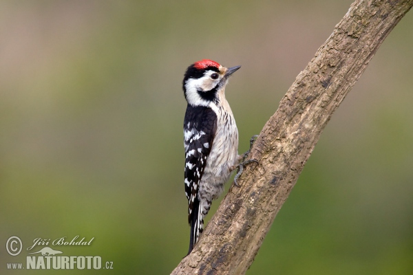 Lesser Spotted Woodpecker (Dendrocopos minor)