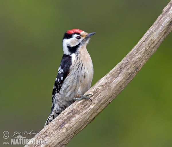 Lesser Spotted Woodpecker (Dendrocopos minor)