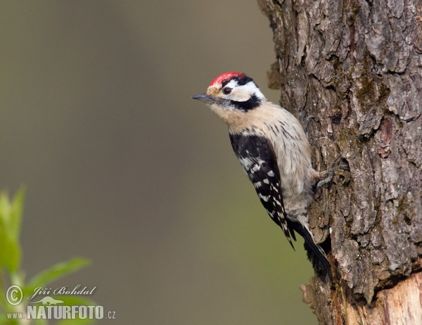 Lesser Spotted Woodpecker (Dendrocopos minor)