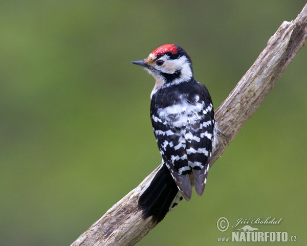 Lesser Spotted Woodpecker (Dendrocopos minor)