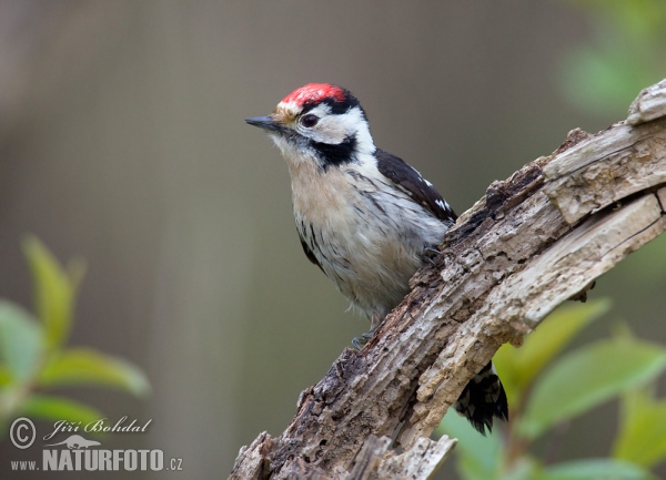 Lesser Spotted Woodpecker (Dendrocopos minor)