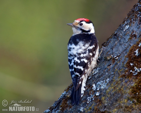 Lesser Spotted Woodpecker (Dendrocopos minor)