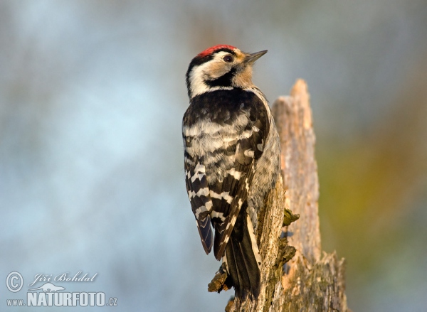 Lesser Spotted Woodpecker (Dendrocopos minor)