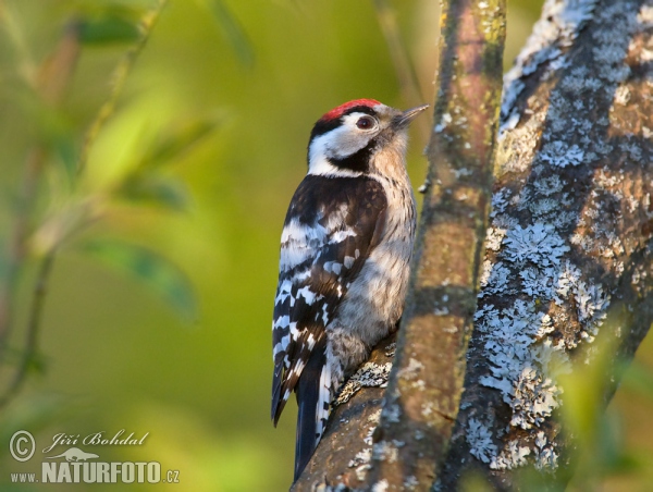 Lesser Spotted Woodpecker (Dendrocopos minor)