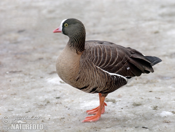 Lesser Whitefront (Anser erythropus)