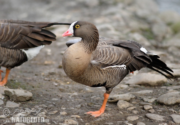 Lesser Whitefront (Anser erythropus)