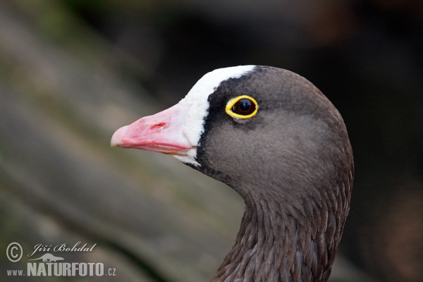 Lesser Whitefront (Anser erythropus)