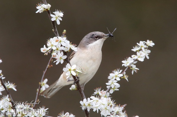 Lesser Whitethroat (Sylvia curruca)