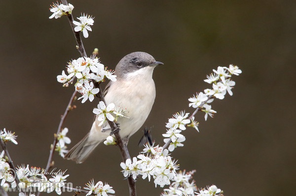 Lesser Whitethroat (Sylvia curruca)