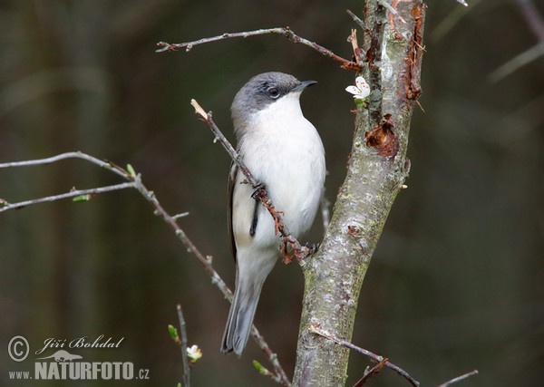 Lesser Whitethroat (Sylvia curruca)