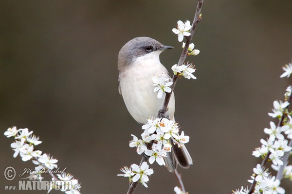 Lesser Whitethroat (Sylvia curruca)