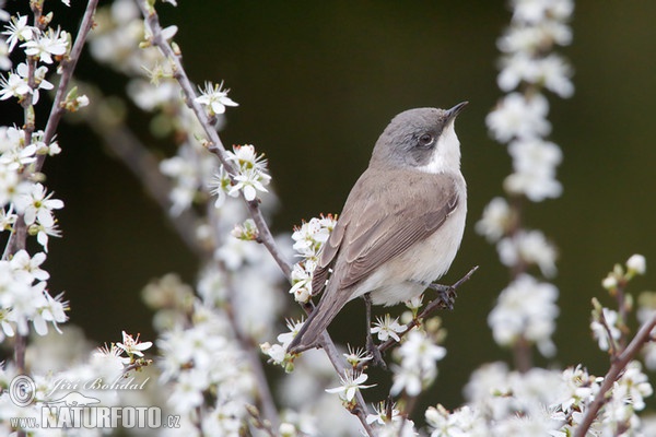 Lesser Whitethroat (Sylvia curruca)