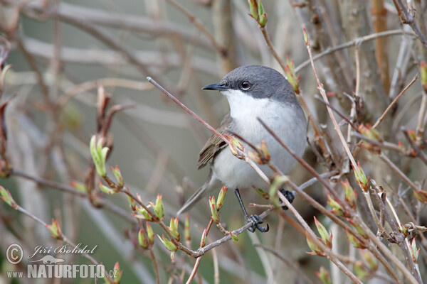 Lesser Whitethroat (Sylvia curruca)