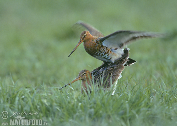 Limosa limosa