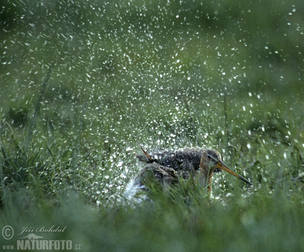 Limosa limosa