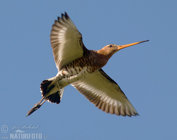 Limosa limosa