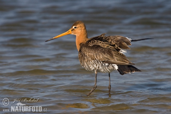 Limosa limosa