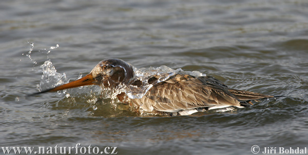 Limosa limosa