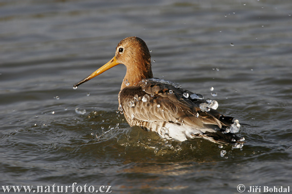 Limosa limosa