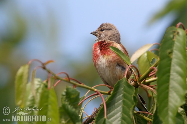 Linnet (Carduelis cannabina)