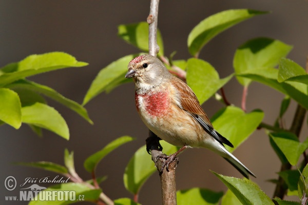 Linnet (Carduelis cannabina)