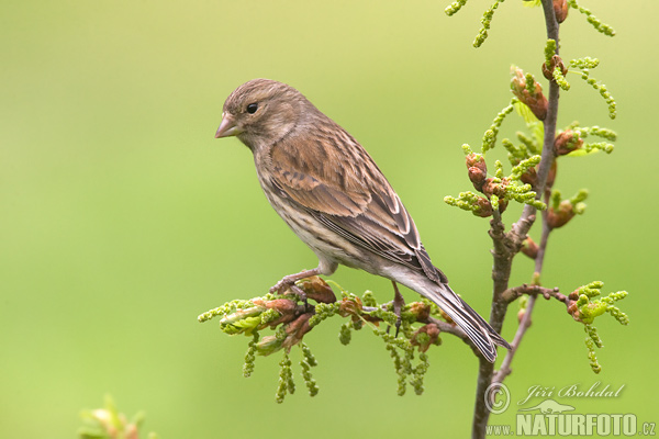 Linotte mélodieuse