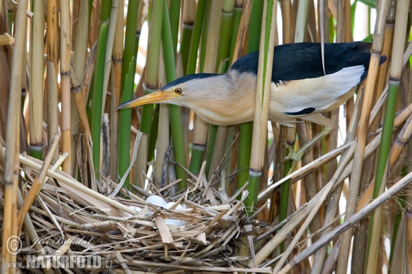 Little Bittern (Ixobrychus minutus)