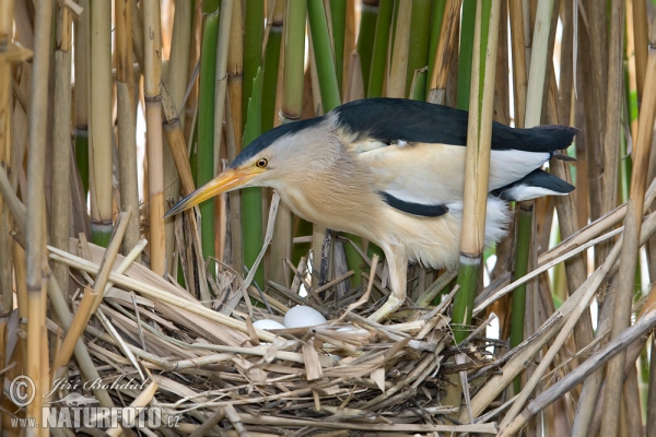 Little Bittern (Ixobrychus minutus)