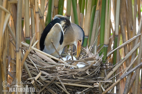 Little Bittern (Ixobrychus minutus)