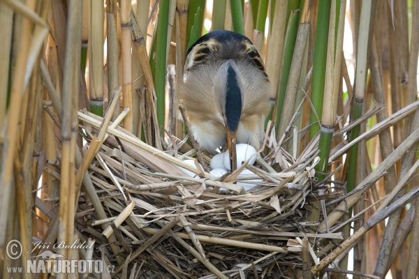 Little Bittern (Ixobrychus minutus)