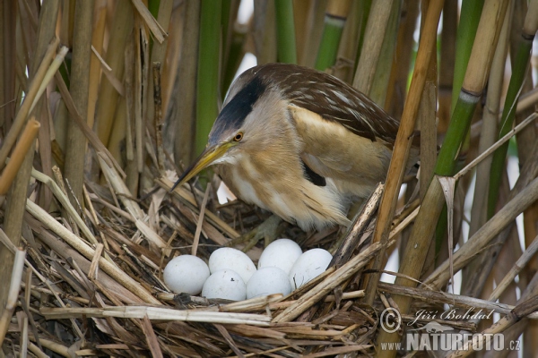 Little Bittern (Ixobrychus minutus)