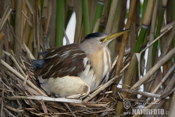 Little Bittern (Ixobrychus minutus)