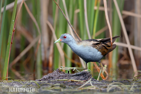 Little Crake (Porzana parva)