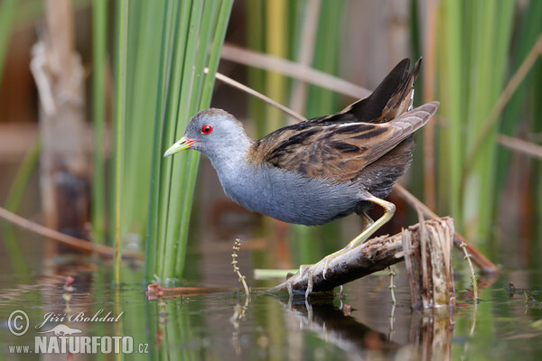 Little Crake (Porzana parva)