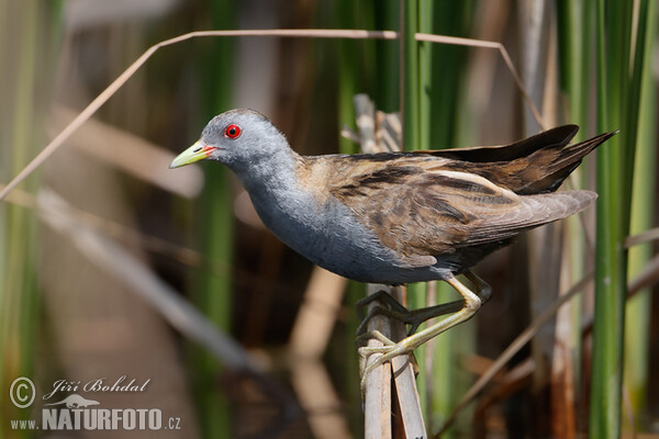 Little Crake (Porzana parva)