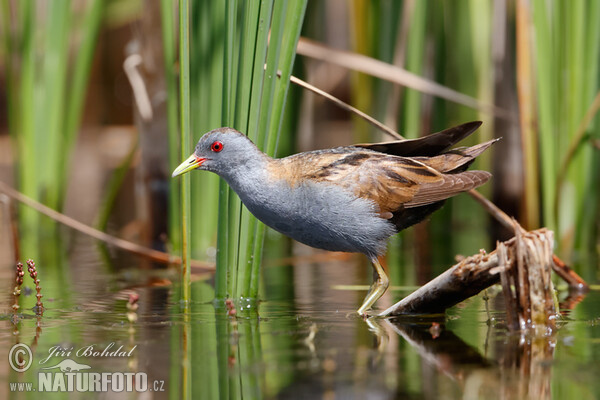 Little Crake (Porzana parva)